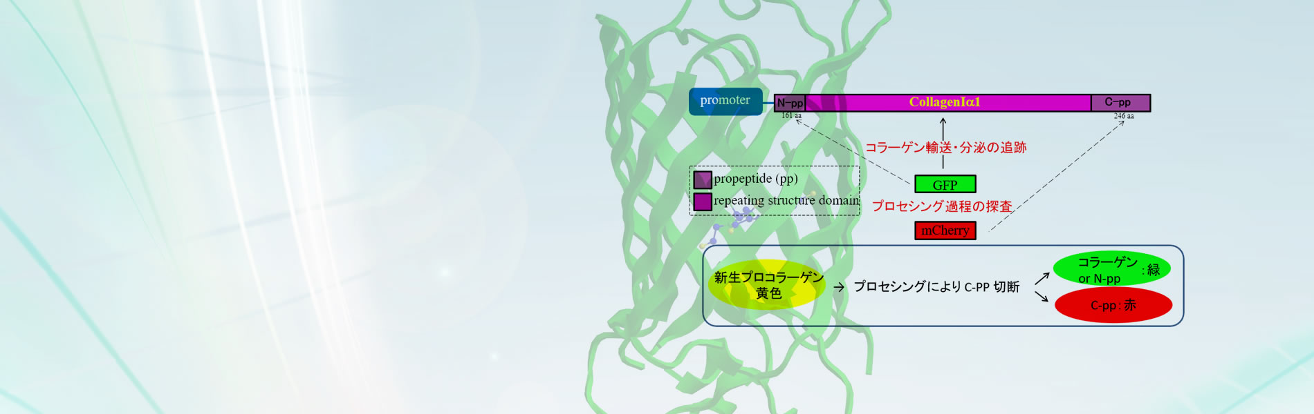 可視化コラーゲンの設計図